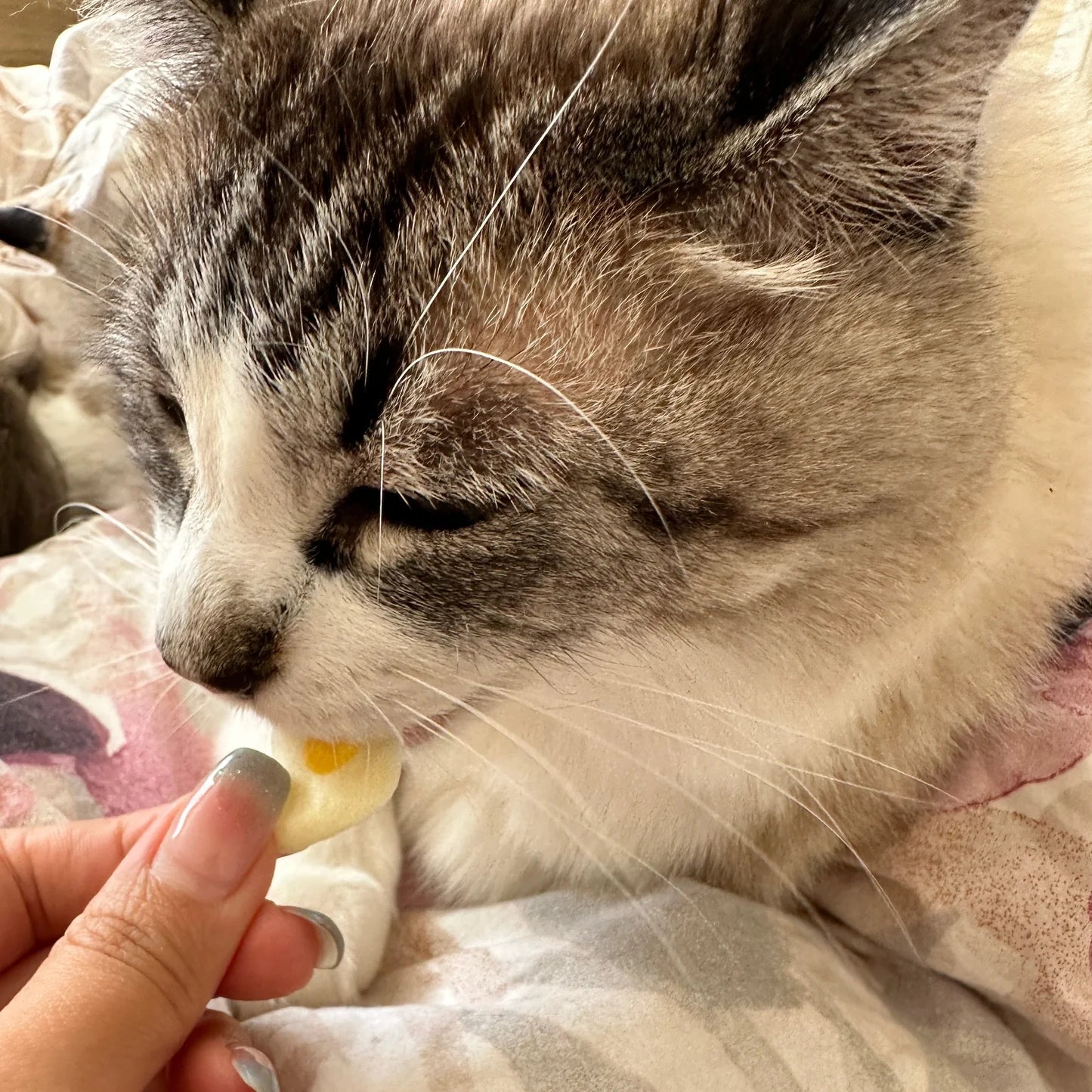 Poached eggs goat's milk flakes-For cat and dog 50g