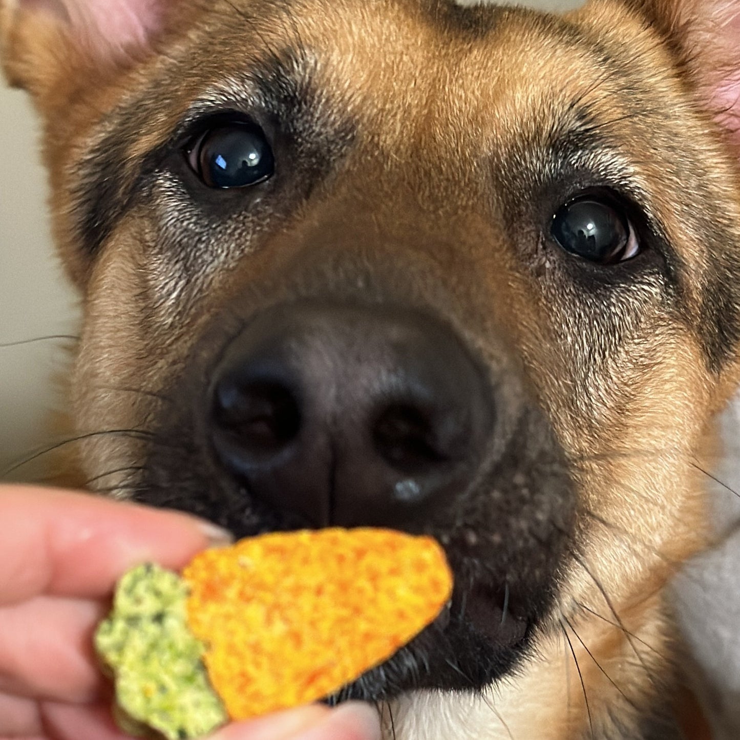 Carrot teething biscuits-For dog 100g